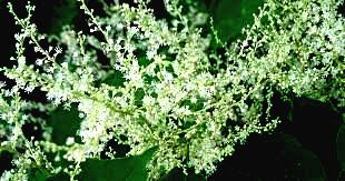 Resveratrol-e1684096822526-boost